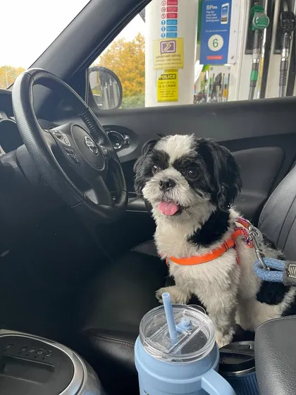 Leo, looking happy and relaxed in the passenger seat. He was a true champ throughout his long journey to the UK.