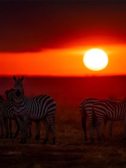 Another stunning sunset shot with zebras, capturing the iconic beauty of the African plains.