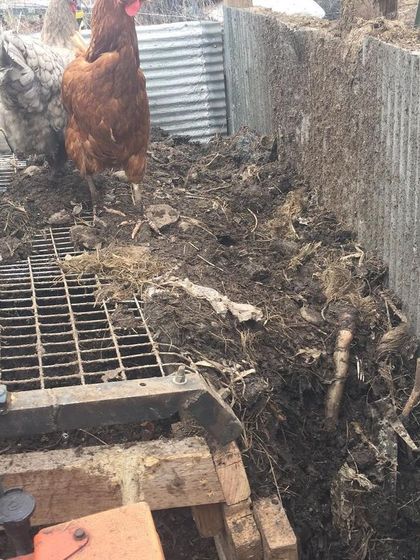 A view of the sifter's mechanics with the chickens nearby. The welds on the wire screen started breaking, so it was back to the drawing board for a heavier-duty solution.