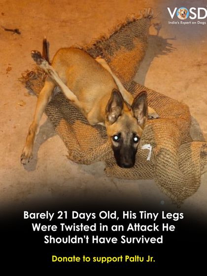 At just 21 days old, Paltu Jr.'s legs were twisted in an attack by another dog. He shouldn't have survived. Two years later, he runs and plays at VOSD, a happy dog who has overcome a traumatic start.