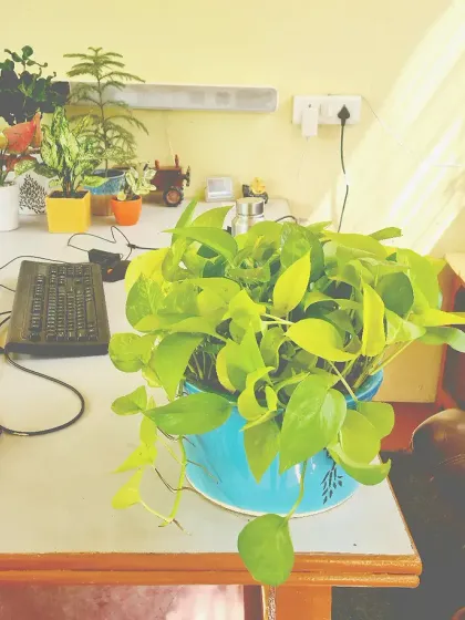 Bringing life to a workspace with a simple, low-maintenance money plant. We help select the right indoor plants that not only look good but also thrive in office environments, improving the air and the atmosphere.