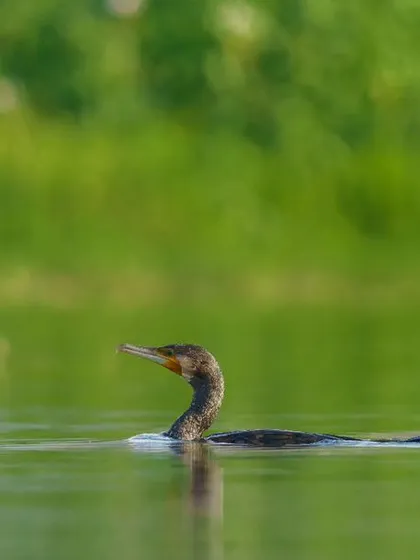 A Great Cormorant swims gracefully, its head held high, with a vibrant green background.