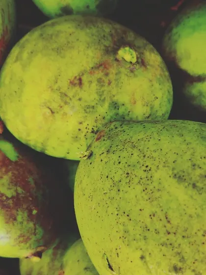 A close-up of the raw green mangoes I use. Their tartness is essential for a good Punjabi mango pickle.
