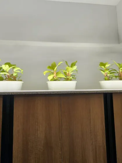 Three small philodendron plants arranged in sleek white planters on a cabinet top. This shows how we can add a touch of green to any part of your home, even on existing furniture, to brighten up the space.