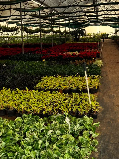 Another angle of our indoor plant house, showing the sheer quantity and variety we maintain. From dark leafy plants to bright yellow ones, we have something for every taste.
