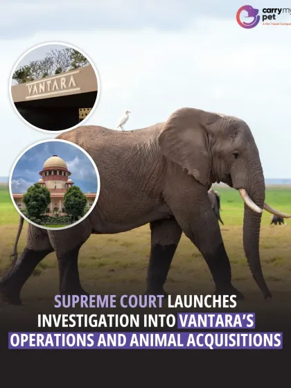 CarryMyPet - Pet Travel & Parenting Consultation Animal Welfare & Advocacy photo 6