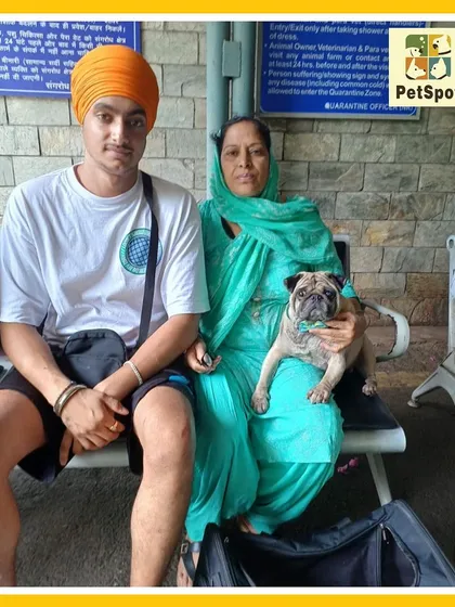 Golu the pug at the AQCS office with his family. This is a crucial step where I ensure all health documents are in order for travel to Canada.
