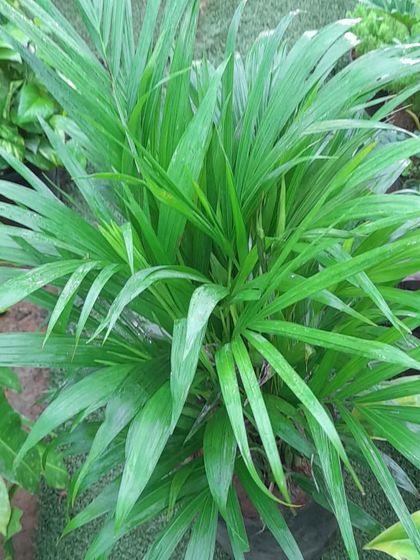 A lush Areca Palm, one of the best indoor plants for purifying the air. I can help you select the right size for your room.