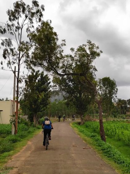 A cyclist rides down a country lane near Nandi, with lush fields on one side and the hills in the distance.