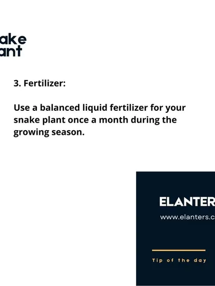 Snake Plant Care: Fertilizer. These plants don't need much food. A balanced liquid fertilizer once a month during the growing season is more than enough.