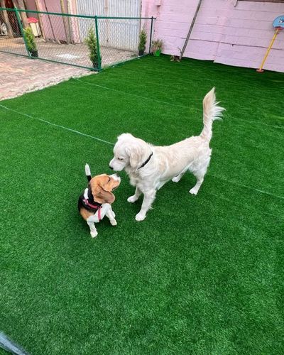 Pet Daycare