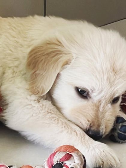 We Care Pet Creche - Home Dog Boarding Playtime & Fun photo 12