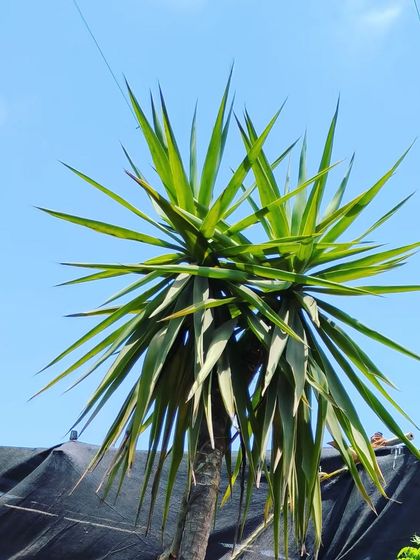 Large Statement Plants for Outdoors & Indoors photo 15