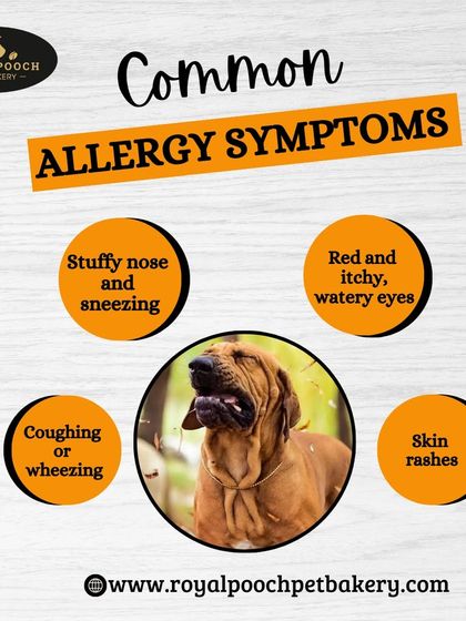 This graphic outlines common allergy symptoms in pets. My Chicken Carrot cookies can be a great option for sensitive dogs, as they are made with simple, natural, and anti-inflammatory ingredients.