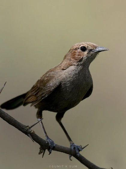 The beauty of the common. A female Indian Robin, whose subtle brown beauty and soft features are just as captivating as the male's flashy colours.