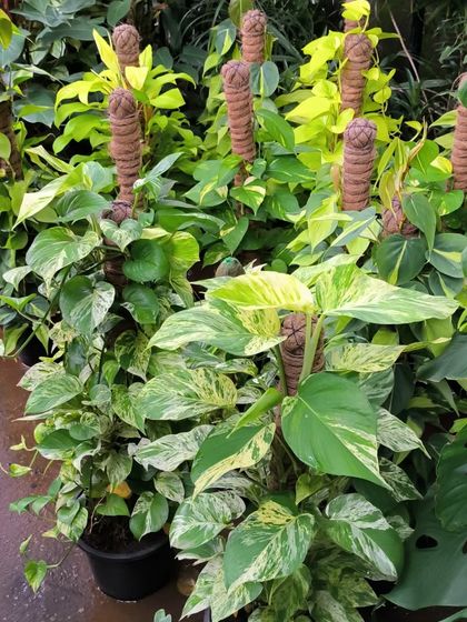 Easy-Care Indoor Plants photo 18