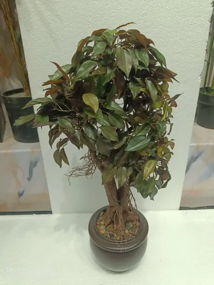 A full and bushy small artificial bonsai tree, featuring a realistic trunk and exposed root details.