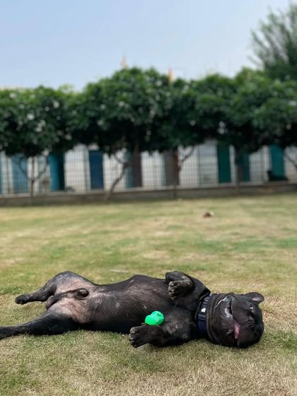 A French Bulldog's definition of bliss: rolling on the grass with a toy.