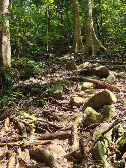 The rocky and root-filled path that makes the forest trek challenging and exciting.