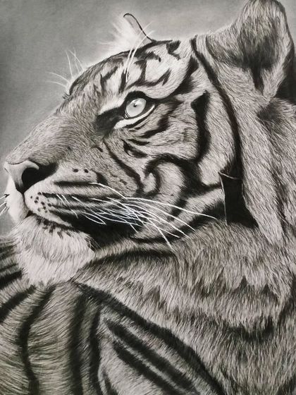 A majestic tiger portrait in pencil, showcasing the student's skill in drawing realistic animal fur and capturing the creature's powerful gaze.