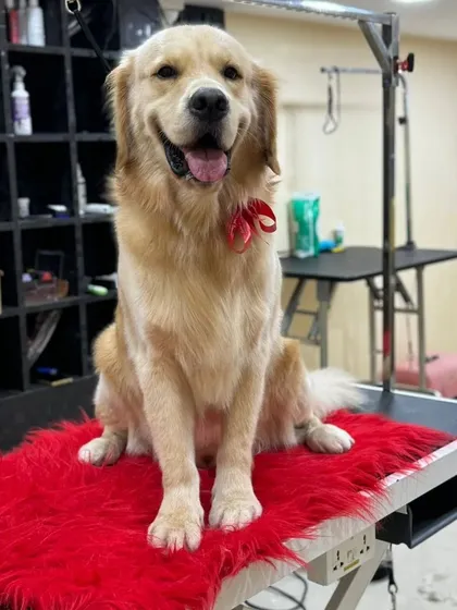 Another shot of this happy Golden Retriever, looking proud of his fresh cut and shiny coat.