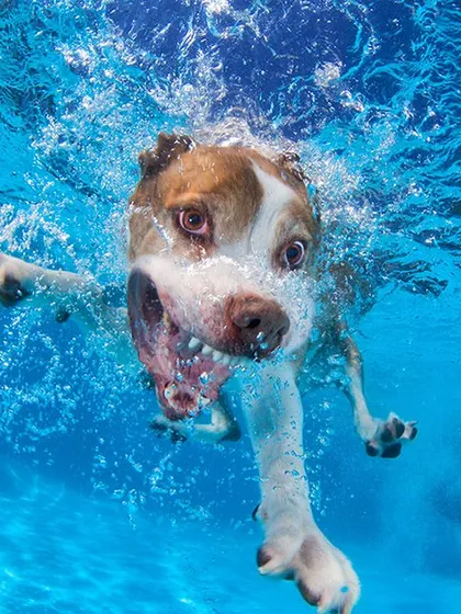 A pitbull mix shows its fierce determination underwater. These sessions are great for high-energy breeds, giving them a fun outlet while we capture amazing action shots.
