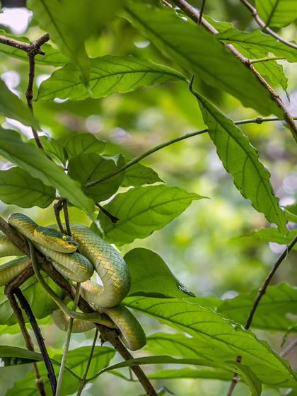 Another angle of the juvenile Bamboo Pit Viper, showcasing how its colours blend perfectly with the lush green foliage of the Western Ghats.