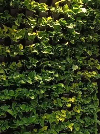 A detailed shot of one of our green wall installations. Each plant is housed in an individual module, which allows for easy maintenance and replacement, ensuring the wall remains healthy and lush over time.