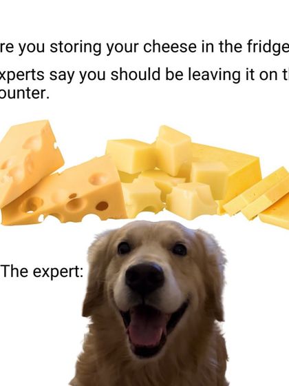 The Pack - Online Pet Parent Community The Fun Side of Pet Parenting photo 14