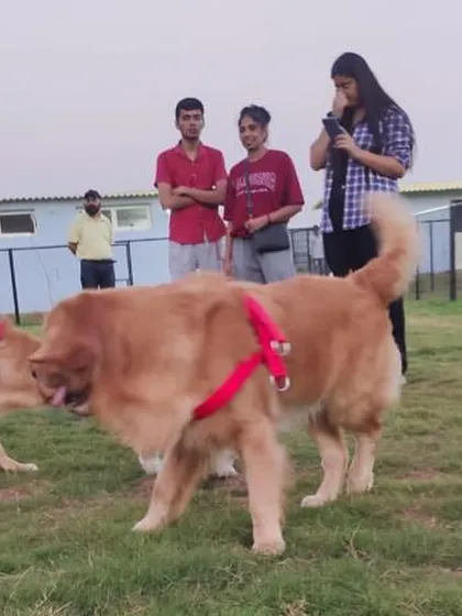 Two Golden Retrievers greeting each other at our community event. It's wonderful to see so many members of the Gurgaon pet community come together.