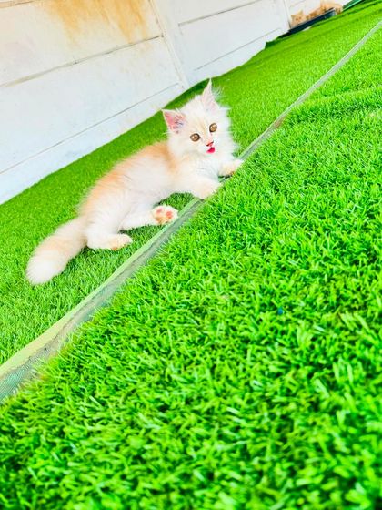 Fluffy Paws Pet Resort - Pet Boarding & Daycare The Cattery: A Dog-Free Sanctuary photo 22