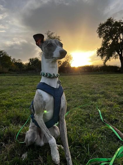 Confident Dogs - Canine Behavior Modification Real Dogs, Real Transformations photo 42