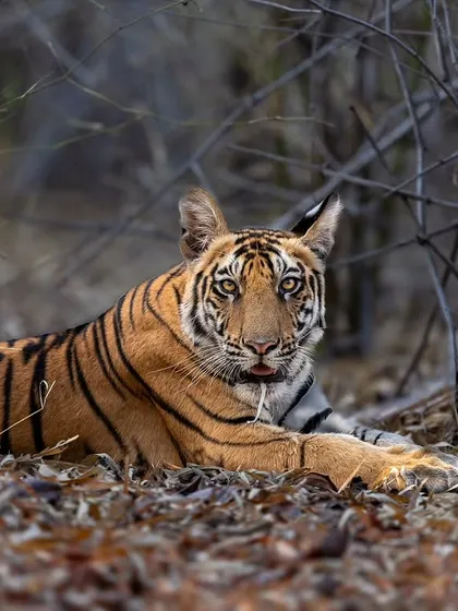 A relaxed tiger cub in Bandhavgarh, making direct eye contact with the camera.