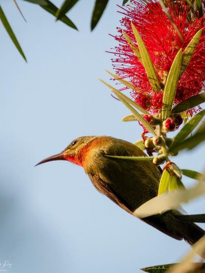 A Sunbird approaches a red bottlebrush flower in Binsar. Its long, curved beak is perfectly adapted for reaching nectar deep inside such flowers.
