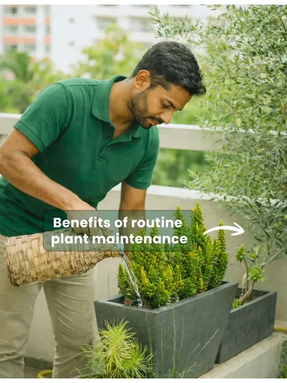 Proper watering is an art. Our team ensures each plant gets the right amount of water, preventing both dehydration and root rot for optimal health.