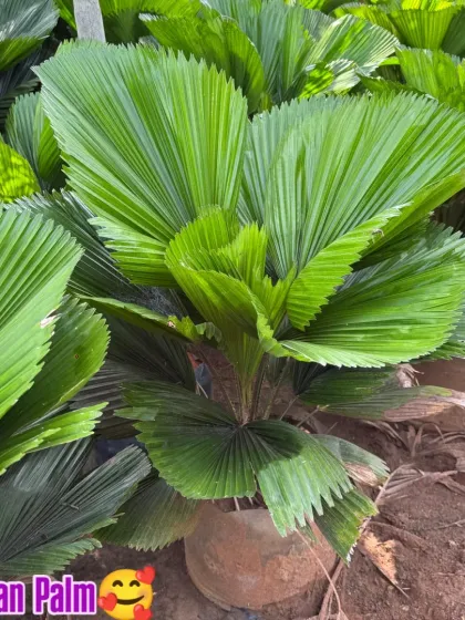 The Fan Palm has incredible, pleated leaves that create a stunning visual effect. This is a true statement plant for a large space.