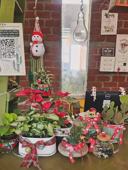 Our Christmas counter is filled with festive plant gift options. From Poinsettias to decorated terrariums, you'll find the perfect green gift here.