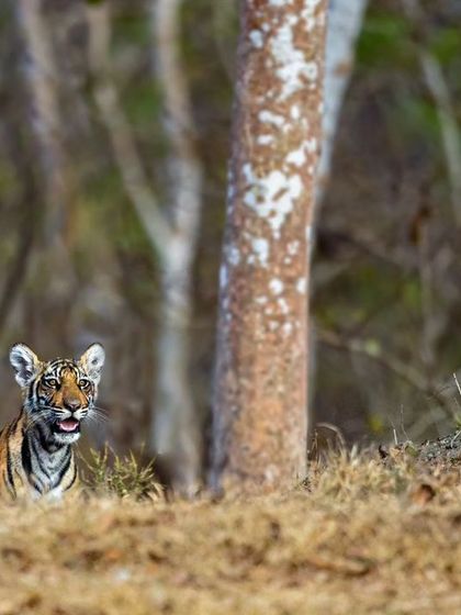 A hopeful sight for the future of tigers. This is the Magge female from Kabini with her young cub, a testament to successful conservation efforts in the Nagarahole Tiger Reserve.