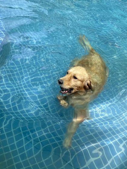A solo swim for this Golden Retriever, enjoying the peace and quiet of the water.