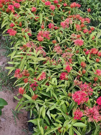 Urban Green Nursery - Wholesale Plant Nursery Vibrant Flowering Plants & Shrubs photo 6