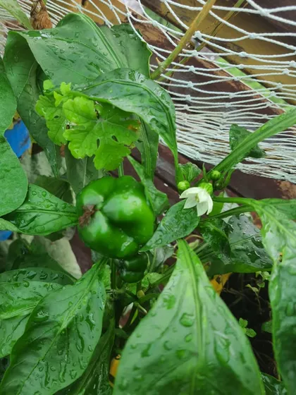 Another shot of a healthy capsicum plant, glistening with water droplets after a light rain. The freshness is something you can almost taste.