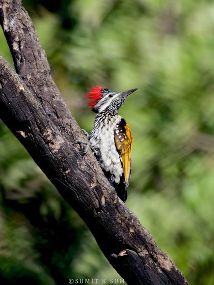 The Black-rumped Flameback, the most common woodpecker in the northern plains, is a local celebrity with its fiery crest and golden back.