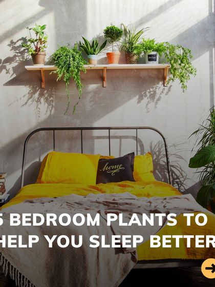 This image introduces our guide to 5 bedroom plants that can help you sleep better by purifying the air and creating a calming environment.