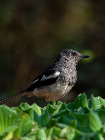 An Oriental Magpie-Robin in the soft golden light of the morning. Even common birds can look extraordinary when you learn to use light effectively.