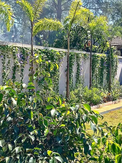 The use of flowering creepers on a plain compound wall is a simple yet effective way to add color and life. Here, the purple flowers of the Bengal clock vine cascade down, creating a beautiful natural tapestry.