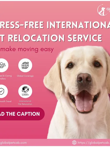 We offer a complete, stress-free international pet relocation service. With over 1,500 successful relocations, our experienced and caring handlers provide safe travel and global coverage, making your pet's move easy.