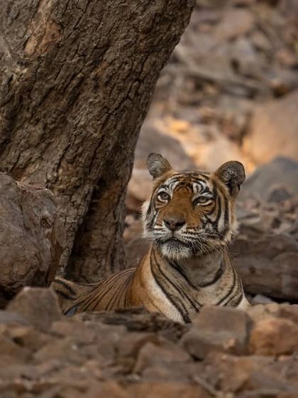 A young tiger peers out from the rocks, its gaze hinting at the future ruler it will become. These are the moments of quiet observation that often yield the most compelling images.
