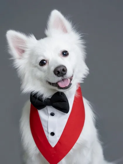 Who says pets can't be dapper? This handsome boy is ready for a black-tie event in his little tuxedo. My studio sessions use professional lighting and fun props to bring out your pet's star quality.