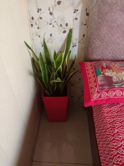 Indoor & Office Plants photo 12