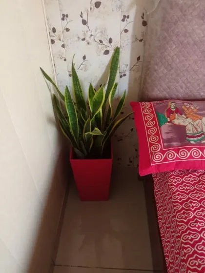 A Snake Plant in a bright red pot, placed in a bedroom corner. Snake Plants are excellent for bedrooms as they release oxygen at night.